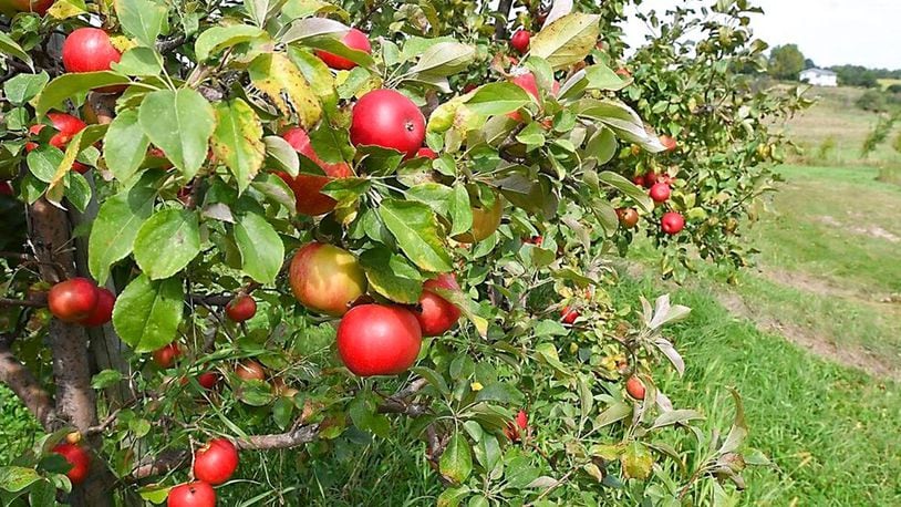 FILE PHOTO: About 50,000 apples were stolen from an orchard in Indiana recently.