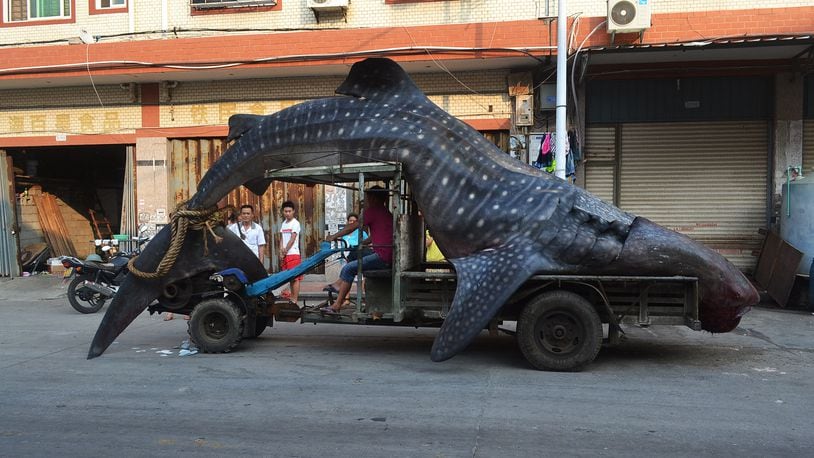 This picture taken on August 1, 2014 shows a dead whale shark being carried on a tractor in a seafood wholesale market in Xiangzhi township in Quanzhou, east China's Fujian province. Local fishermen caught the whale shark which they thought was a "sea monster" and reported to local police after returning from the sea, local media reported.