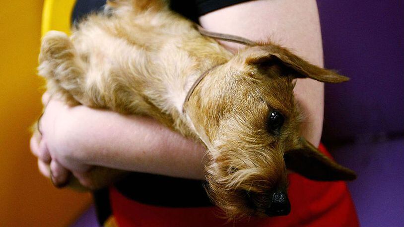 'Archie,' a miniature wire-haired dachshund, relaxes during the 133rd Annual Westminster Kennel Club Dog Show at Madison Square Garden February 9, 2009, in New York City.