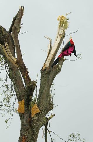 PHOTOS: Broken and downed trees another reminder of tornadoes