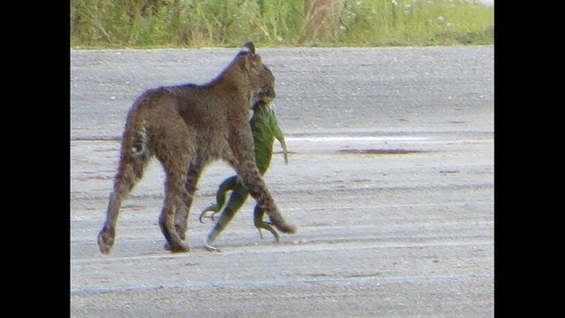 A tourist captured a photo of a bobcat carrying a giant green iguana. (Photo courtesy Vincent  Sinagria)