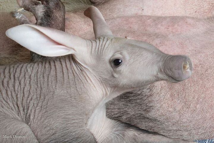 PHOTOS: This first look at Cincinnati Zoo's Zoo babies will be the best part of your day