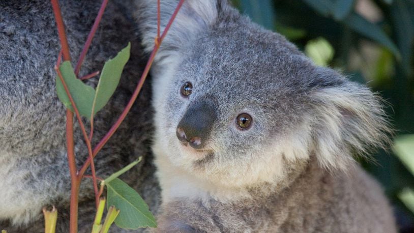 A koala at the San Diego Zoo (not pictured) was given a  continuous glucose monitor to help zoo workers manage his type 1 diabetes. (Photo by Nathan Rupert via Flickr https://www.flickr.com/photos/nathaninsandiego/4445135388/ (CC BY-NC-ND 2.0))