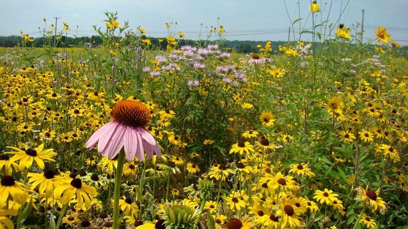 A rare prairie super bloom is occurring at Morris Reserve in the Bellbrook Sugarcreek Park District. CONTRIBUTED PHOTO/ BELLBROOK SUGARCREEK PARK DISTRICT