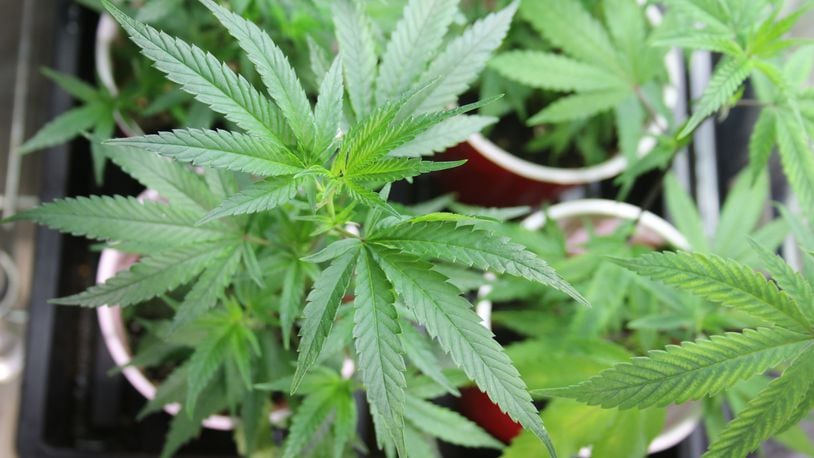 The city of Miamisburg is set to consider legislation to ban the cultivation, processing and retail dispensing of medical marijuana. FILE PHOTO