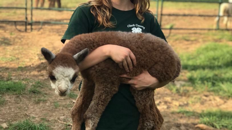 13-year old Hailey Hilty holds a baby alpaca. This weekend area people are invited to see it for themselves as part of National Alpaca Farm Days