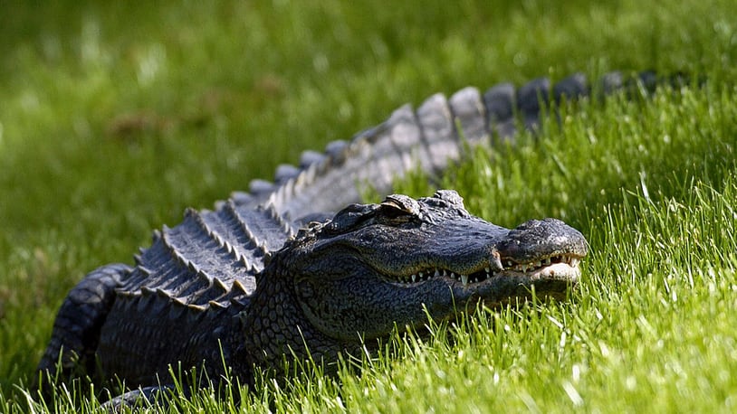 A Florida alligator watches the action  from the ninth fairway   during  third-round play  at the PGA Tour's Players Championship March 27, 2004. (Photo by Al Messerschmidt/WireImage) *** Local Caption ***