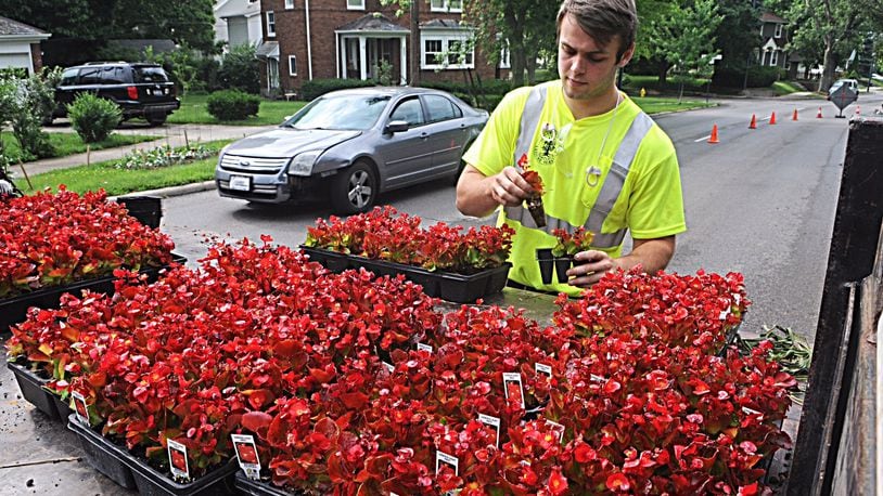 Nick Baker, an employee of the city of Oakwood, prepares 366 red petunias to be planted along Fall Hills Avenue on Monday. After a few cooler days today and Wednesday, heat will return and temperatures could reach the 90s next week. MARSHALL GORBY / STAFF