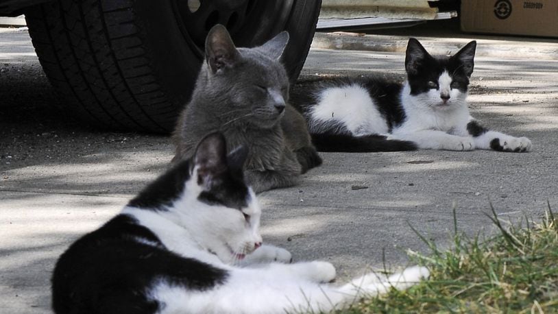 A mobile home’s driveway at Chateau Estates in German Twp. is covered with stray cats last week. The mobile home park has a stray cat problem that some residents say is impacting their health. Staff photo by Bill Lackey