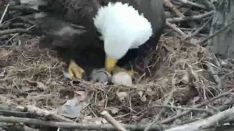 The Hays Pittsburgh Bald Eagles welcomed a new eaglet to their family at 7:40 a.m. Saturday, according to the Audubon Society of Western Pennsylvania. (WPXI.com/WPXI.com)