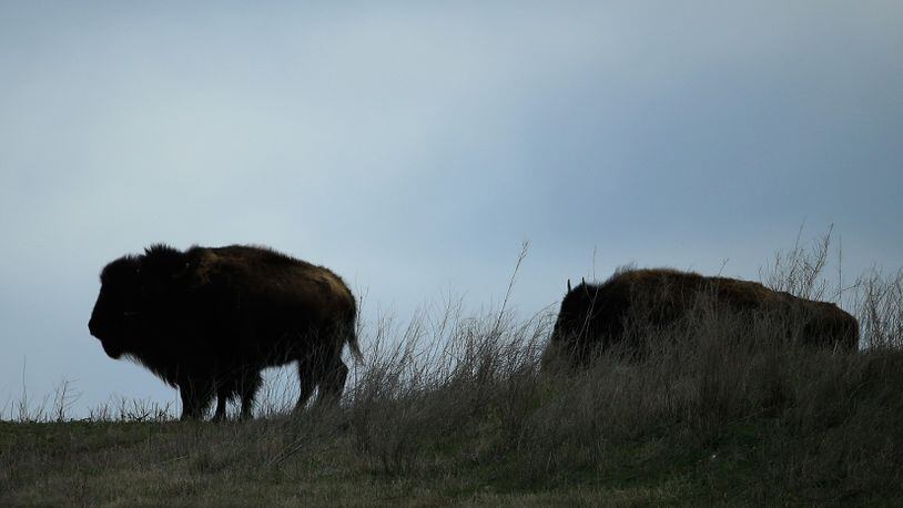 FILE PHOTO: A man in Wyoming challenged a bison in Yellowstone National Park. Park officials say that visitors should stay 25 yards away from the wild animal.