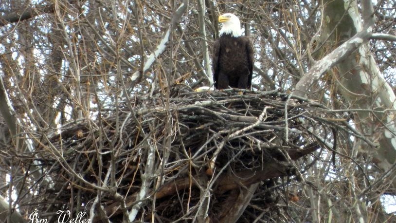 Orv keeps watch as Willa sits on an egg in the nest in March 2021.. PHOTO COURTESY OF JIM WELLER