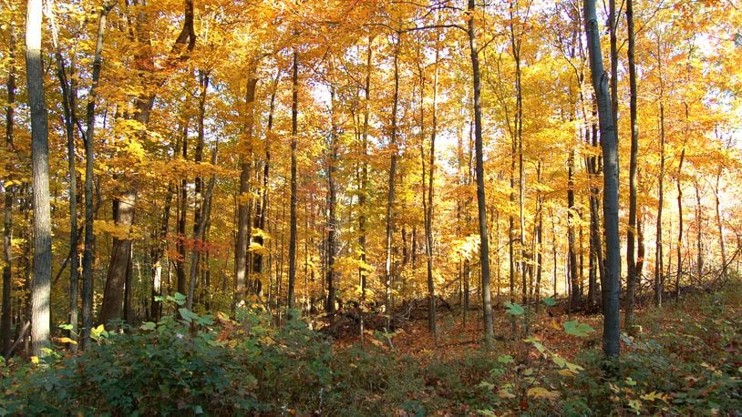 Nature puts on a show in the fall with peak colors in Southwest Ohio just a few weeks away. CONTRIBUTED