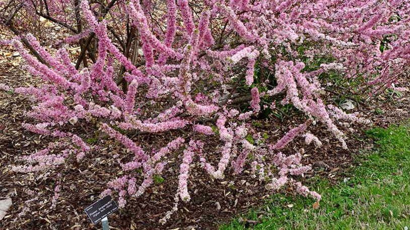 The Afghan cherry has a bush habit and can reach 6 to 10 feet tall. (Photo Courtesy of J.C.Raulston Arboretum).
