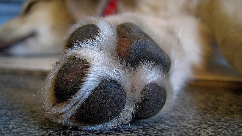 A dog's paw with healthy pads is pictured here. A veterinary clinic in Washington is warning pet owners about the dangers of hot pavement after a dog was bought in with its pads burned off.
