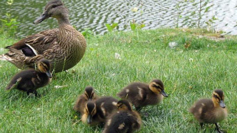 File photo of ducklings with their mother. A Tennessee woman has gone viral after she saved ducklings from a storm drain in downtown Memphis.