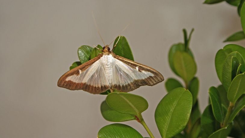 Adult box tree moths generally have white bodies with a brown head and abdomen tip. Their wings are white and slightly iridescent, with an irregular thick brown border, spanning 1.6 to 1.8 inches, at Forest Pest Methods Laboratory, Buzzards Bay, MA. |
USDA photo by Hannah Nadel