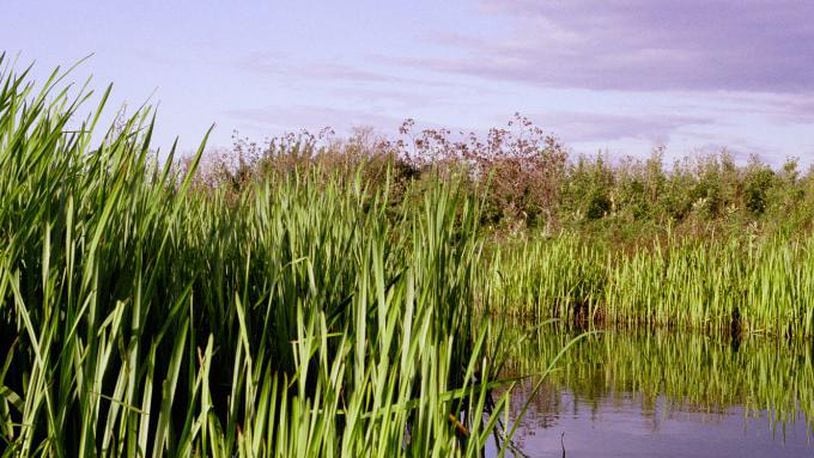 File photo of a slough.