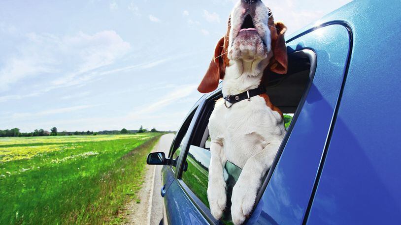 Dog and cat ownership not only influences brand choice, but that multiple pet ownership, as well as affinity for certain breeds, can indicate a much higher preference for certain automobile brands, according to two Harvard mathematicians. Metro News Service photo