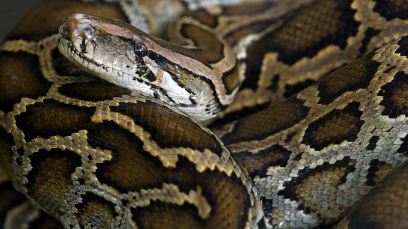 The Burmese pythonis  native to southern- and Southeast Asia but is an invasive species in Florida.