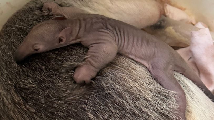 Isla, a 9-year-old tamandua at the Cincinnati Zoo & Botanical Garden, gave birth to a pup early Jan. 5, 2023. The pup is the zoo's first baby of 2023. Photo courtesy the Cincinnati Zoo & Botanical Garden.