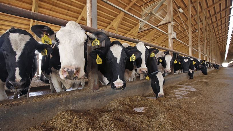 Holstein dairy cattle at the Buschur Dairy Farm in Darke County. Some counties in Ohio have seen a decline in the number of dairy farms in the past few years. TY GREENLEES / STAFF