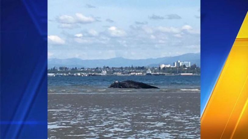 A dead whale washed ashore on a Washington beach Sunday. (Photo: Everett Police)