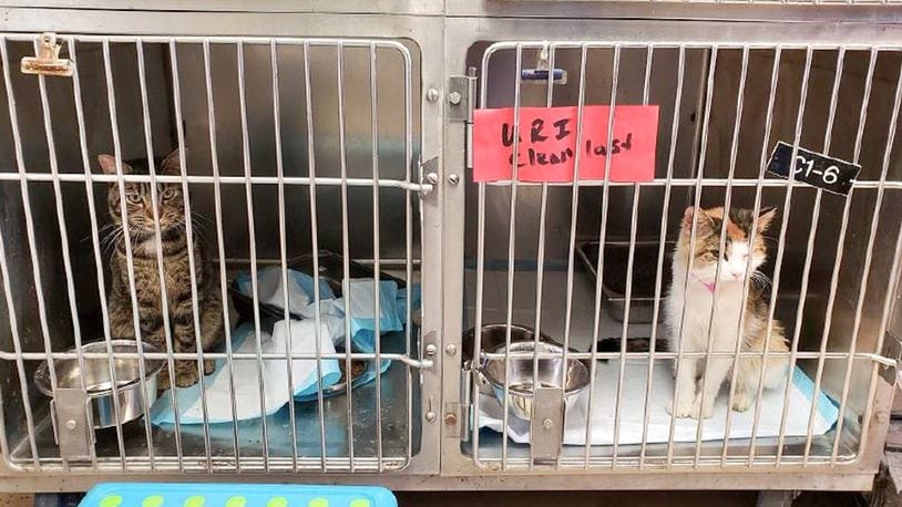 Cat cages at the Montgomery County Animal Resource Center do not meet humane standards, according to a new Team Shelter USA report. SUBMITTED