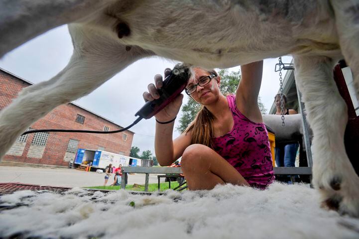 Llamas, goats and kids: 9 wacky photos from the Warren County Fair