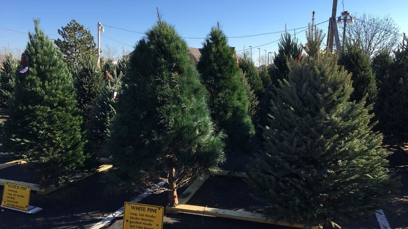 The Centerville Noon Optimist Club has cancelled its Christmas tree sale for 2020 due to COVID-19. FILE