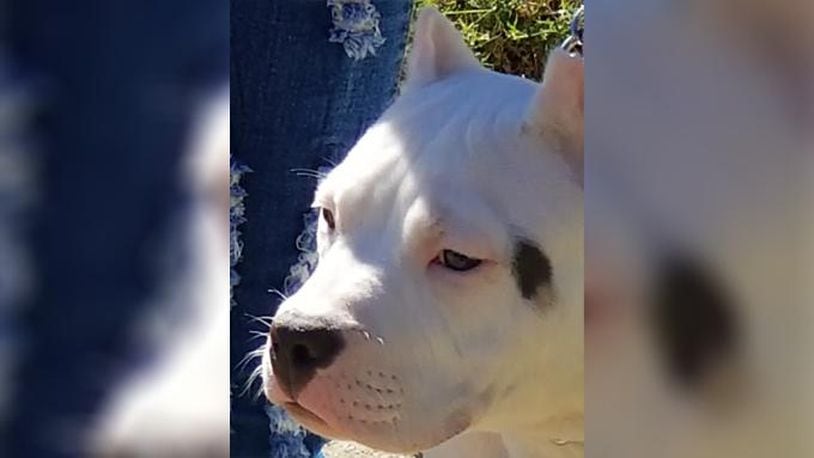 A Tennessee father said a person assaulted his son and stole the boy's rare dog.