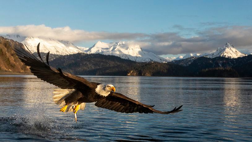 Good Catch - Bald Eagle by Marty Welch. CONTRIBUTED
