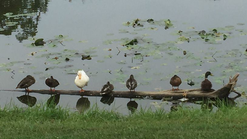 Sue Kentner of Butler Twp. took this photo on Sept. 18 in Butler Twp. Kentner says, “Peking duck (white) mated with male mallard (far right) to produce three offspring. Two outsider ducks are visiting for the day.”
