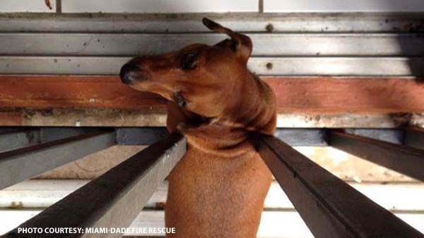Miami-Dade Fire Rescue saves stuck dachshund