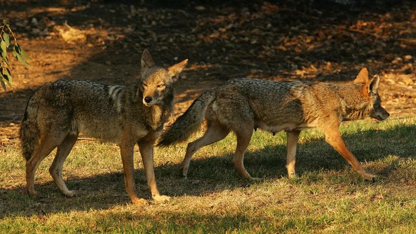 Two coyotes (not pictured) attacked a dog during a daily walk in a neighborhood in Smyrna, Georgia, the dog's owner told WSBTV.
