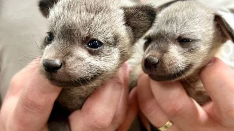 The Cincinnati Zoo and Botanical Garden welcome two new bat-eared foxes on April 6, 2023. Photo courtesy Cincinnati Zoo and Botanical Garden
