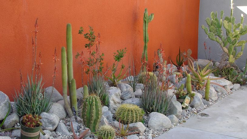 This orange wall is the ideal background for a morning sun garden of cobbles, aloes and cactus. (Maureen Gilmer/TNS)