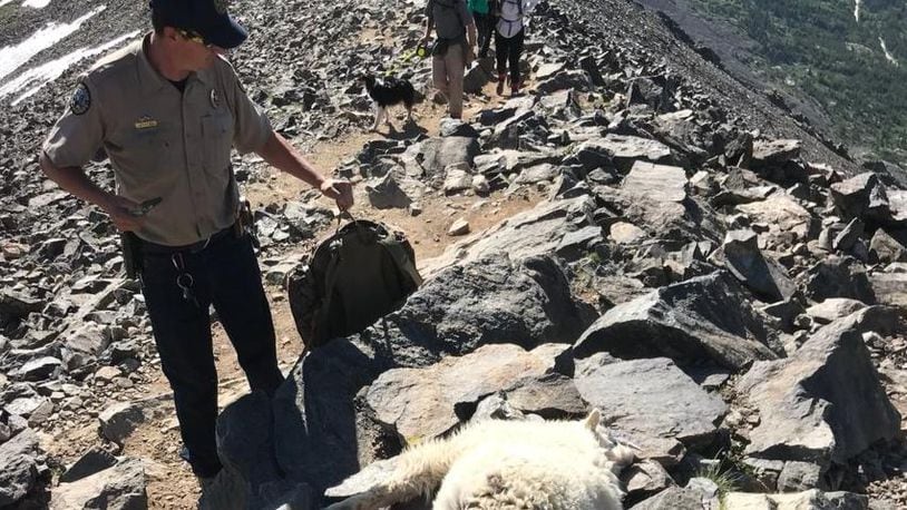Officials are offering $1,000 reward for help finding who fatally shot two young mountain goats. (Photo: Colorado Parks and Wildlife)