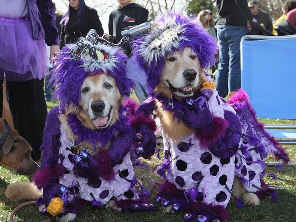 Photos: Dogs put on their HOWLoween best for Barkfest