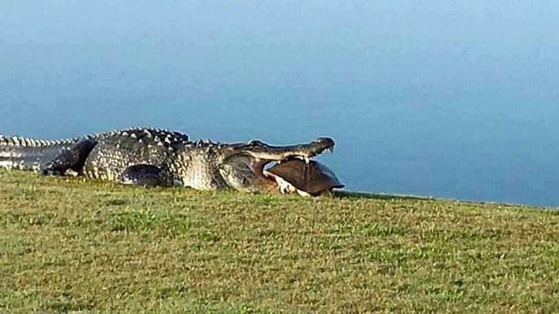 Goliath shows how hungry he is. (Courtesy Myakka Pines Golf Club)