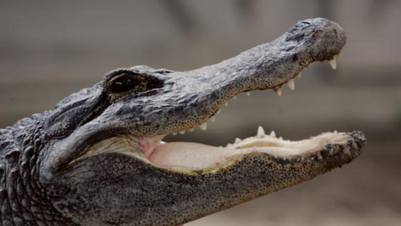 MIAMI - MAY 17:  An alligator is seen at the Gator Park in the Florida Everglades May 17, 2006 in Miami-Dade County. There has been a record three deaths attributed to alligator attacks in Florida in the month of May.  (Photo by Joe Raedle/Getty Images)