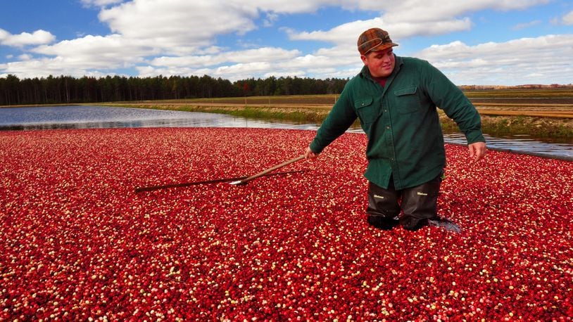 John Moss is the fourth generation to work at family farm Elm Lake Cranberry Co. near Wisconsin Rapids, Wis. During the harvest, the red berries are raked toward the edge of the marsh to be loaded onto trucks. (Katherine Rodeghier/Chicago Tribune/TNS)