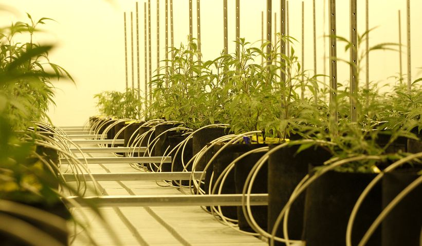Sneak peek: Cresco Labs medical marijuana cultivator in Yellow Springs