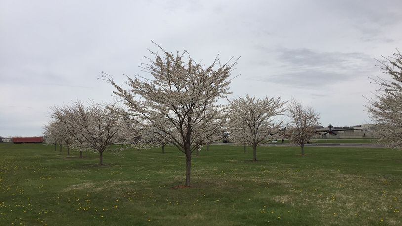 After the 2011 Japanese earthquake and subsequent tsunami destroyed Japan, Alex Hara, a Japanese-born businessman living in Beavercreek, inspired by America’s effort to help his native Japan decided to plant 1000 Japanese cherry trees around the Dayton area. Now, Hara has added 1,000 trees in Bellbrook.