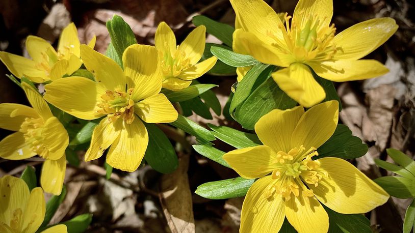 Spring flowers are popping up around the area Thursday Feb. 23, 2023 including the Wegerzyn Garden Metropark in Dayton. MARSHALL GORBY \STAFF