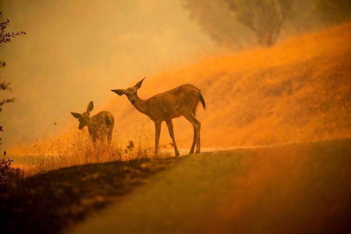 Carr Fire burns in Northern California