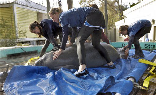 Manatee released after 3-year rehab