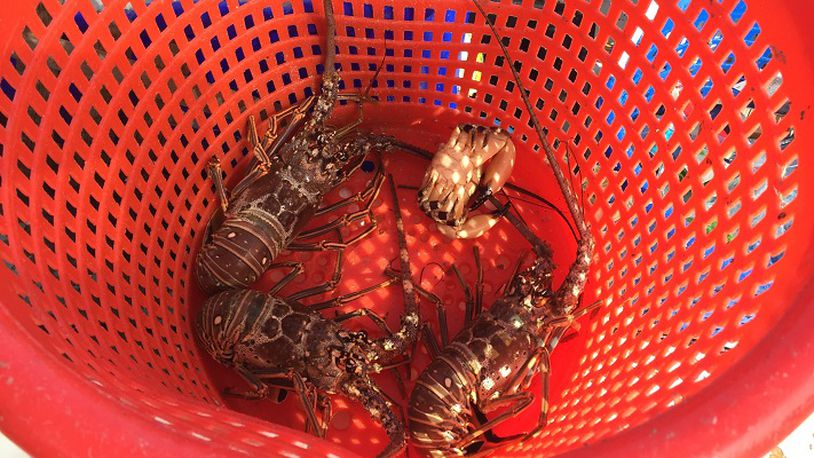 A couple of lobsters and a stone crab, shortly after being caught in the Gulf of Mexico. (Lori Rackl/Chicago Tribune/TNS)