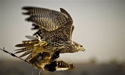 A falcon catches a pigeon body during a training session on the outskirts of Dubai, United Arab Emirates.