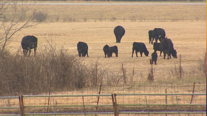 A woman says 107 cattle were stolen after being lured out through a gap in a fence.